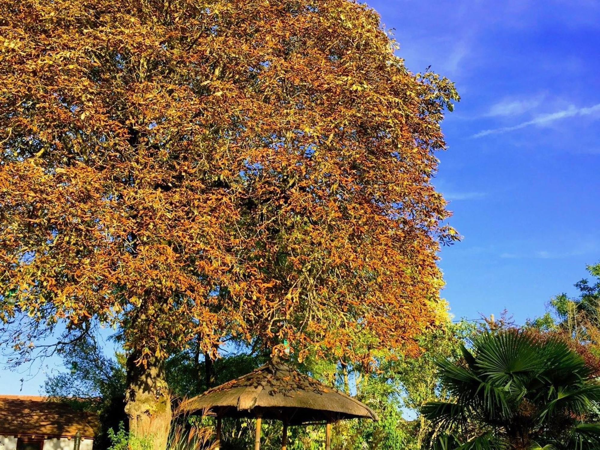 Charme Au Coeur Des Chateaux De La Loire Avec Wifi - Fr-1-590-305 Tavers Exterior foto